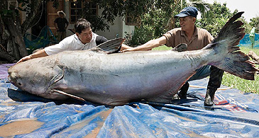 1605_WWF_Mekong Giant Catfish_Pangasianodon gigas.jpg